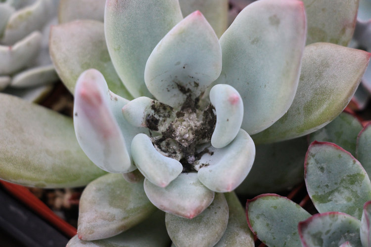 Graptoveria ‘Opalina’ infested with Mealy Bugs